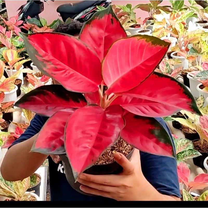 Aglaonema suksom jaipong / Aglonema suksom jaipong florist nursery/ Aglonema suksom jaipong (Tanaman hias aglaonema suksom jaipong - tanaman hias hidup - bunga hidup - bunga aglonema - aglaonema merah - aglonema merah - aglaonema murah - aglaonema murah