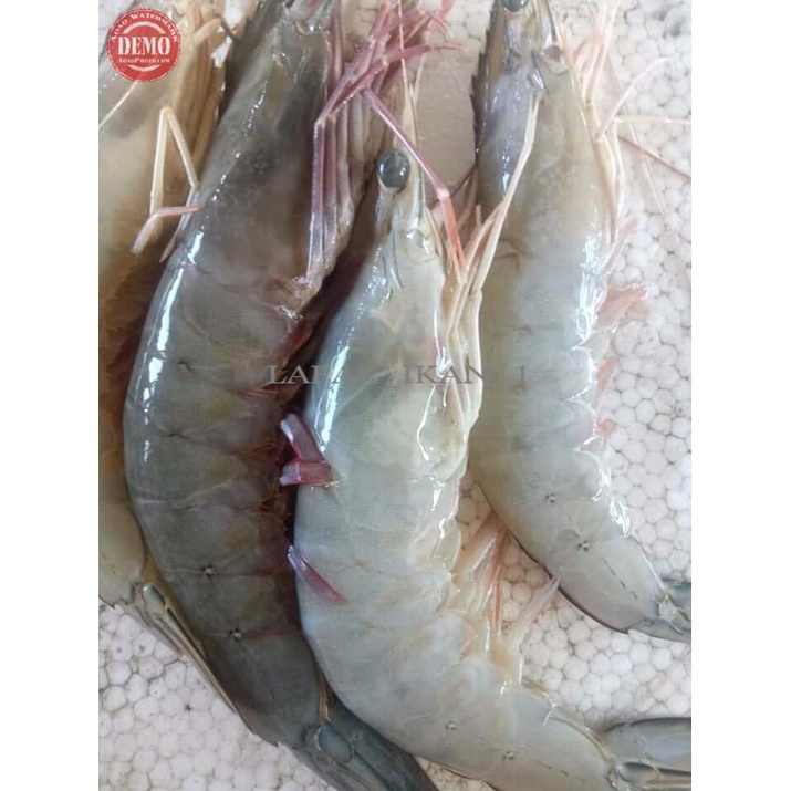 

Udang Peci Laut Segar 1 Kg Udang Harian Segar Dan BERGARANSI