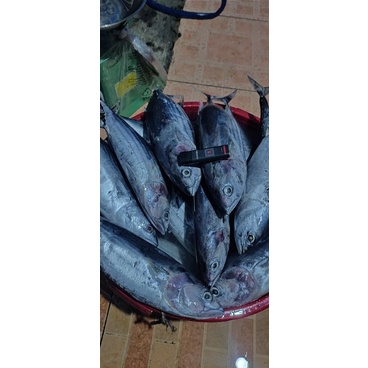 

ikan cakalang