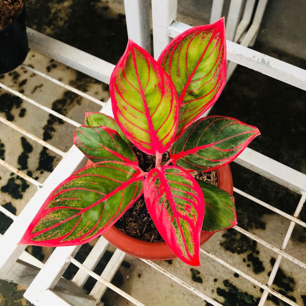 Bonggol aglonema Khanza bertunas