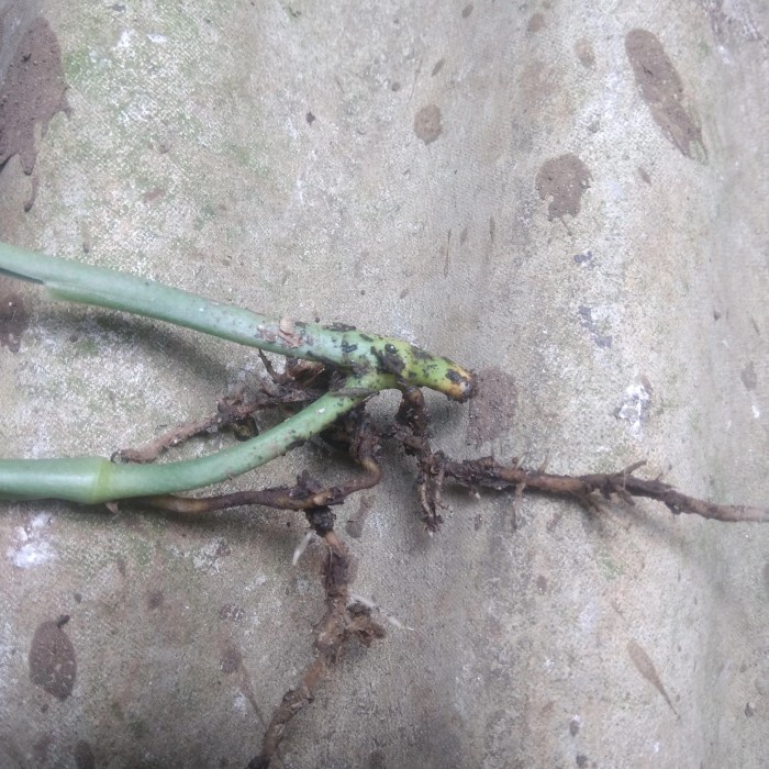 Batang/Bonggol Philodendron karstenianum varigata