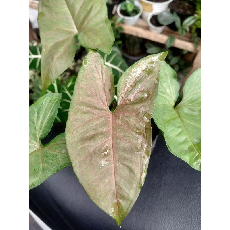 Tanaman Hias Syngonium Maria Alussion / Syngonium Pink