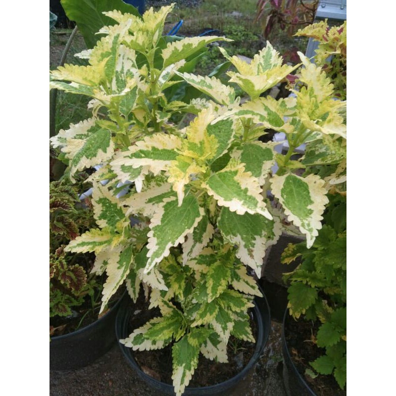 miana#lokal#premium#super#sultan