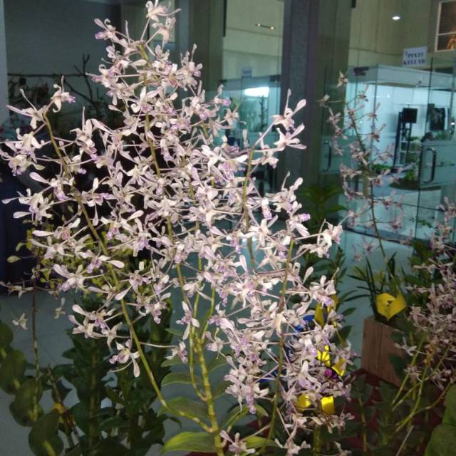 Dendro Kriting Lineale