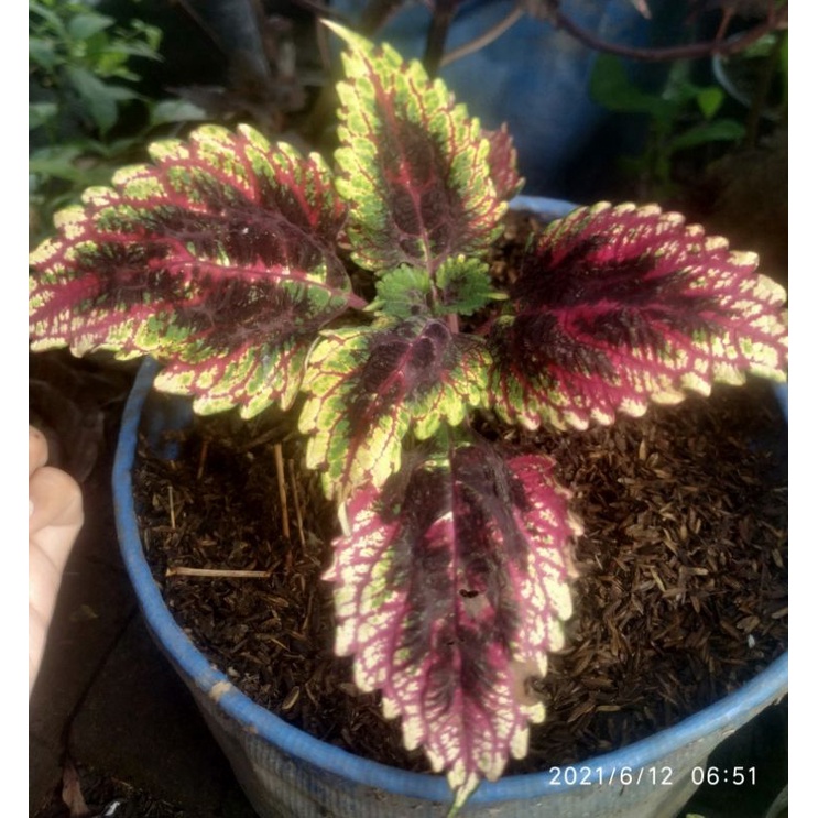 Miana Sultan/Miana Cendrawasih/Sultan Pacitan/Kondisi Berakar/Ukuran minimal 20 cm