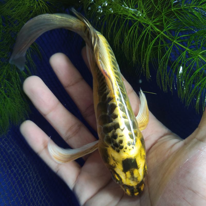 Ikan koi kumpay/slayer Gold kehijauan LIMITED EDITION 18CM