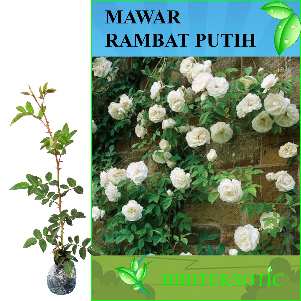 Jual Tanaman Mawar Rambat Putih / White Climbing Rose | Shopee Indonesia