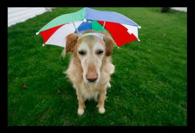 Topi Payung Headband Umbrella Hat Topi Mancing Golf Unik Outdoor Termurah