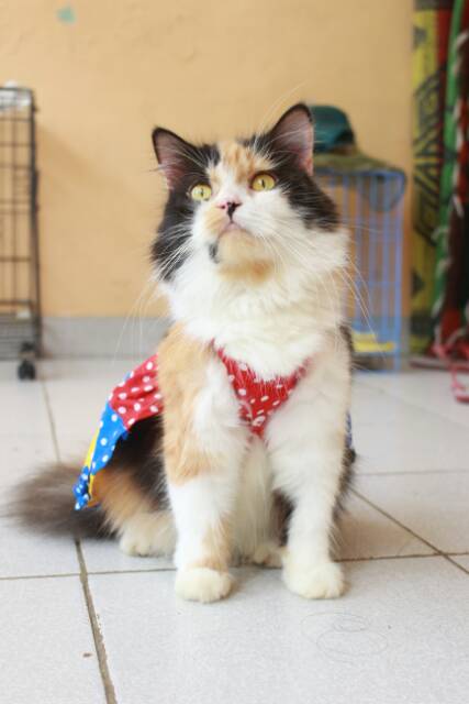 Dress polkadot pelangi untuk kucing dan anjing / baju kucing murah meriah size S M L XL