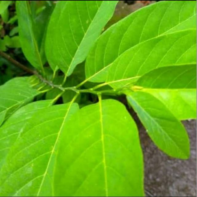 

Daun srikaya segar