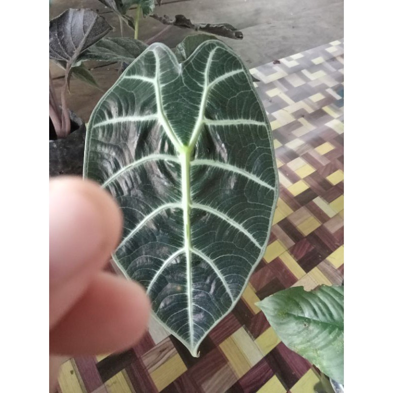 alocasia watsonia