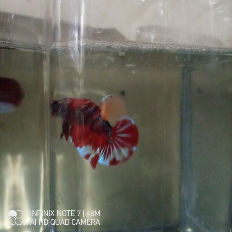 cupang male giant bo5+