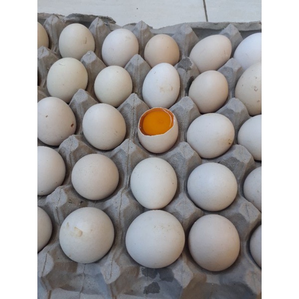 

telur ayam kampung 1 krat isi 30 butir