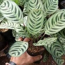 PROMO!! Tanaman Hias Calathea Stromata -  kalatea sepat - burlmaxii - BAKUL KEMBANG