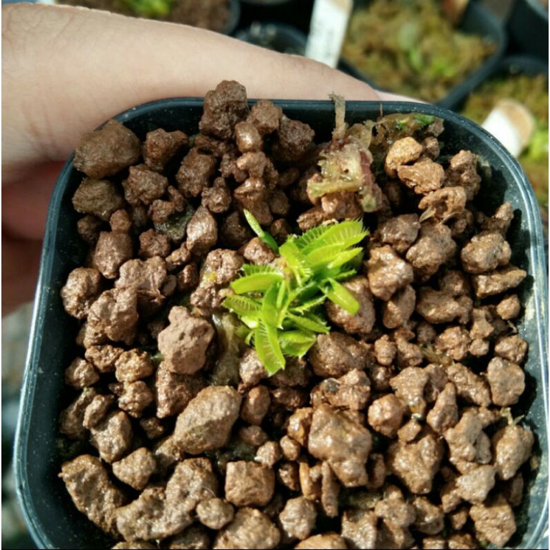 Venus FlyTrap B52 Venus Fly Trap B52