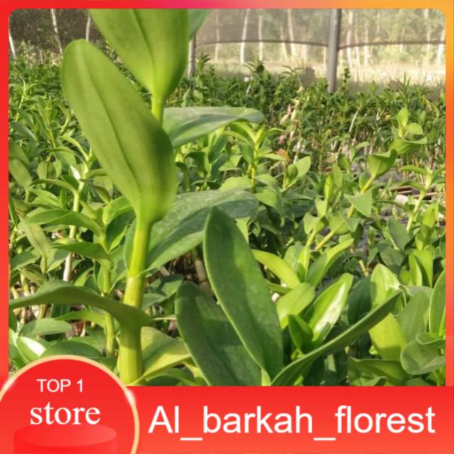 Anggrek Dendrobium Keriting Remaja