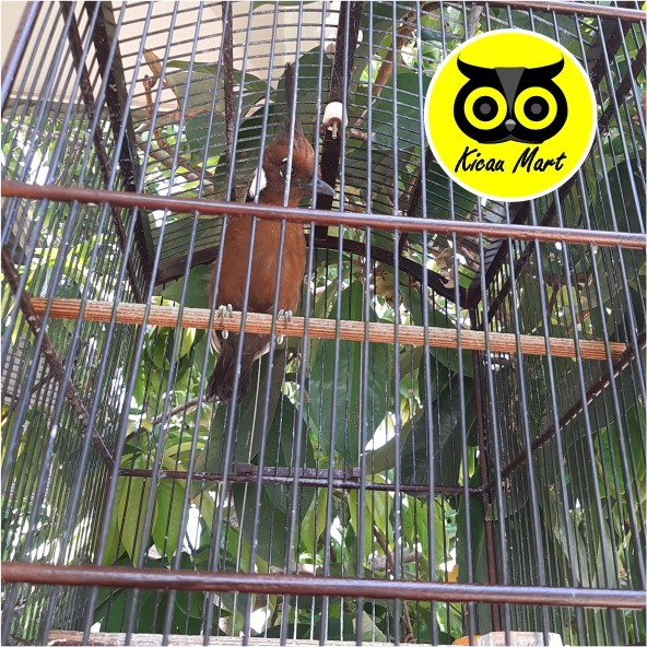 TANGKRINGAN KAYU ASEM JAWA PANGKRINGAN KAKI UNTUK SANGKAR KANDANG BURUNG MURAI KOTAK CUCAK LOVEBIRD ACTA