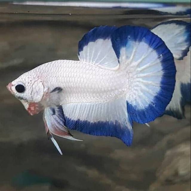 Ikan Cupang Marble Blue Rim Jantan Clean Body Shopee 