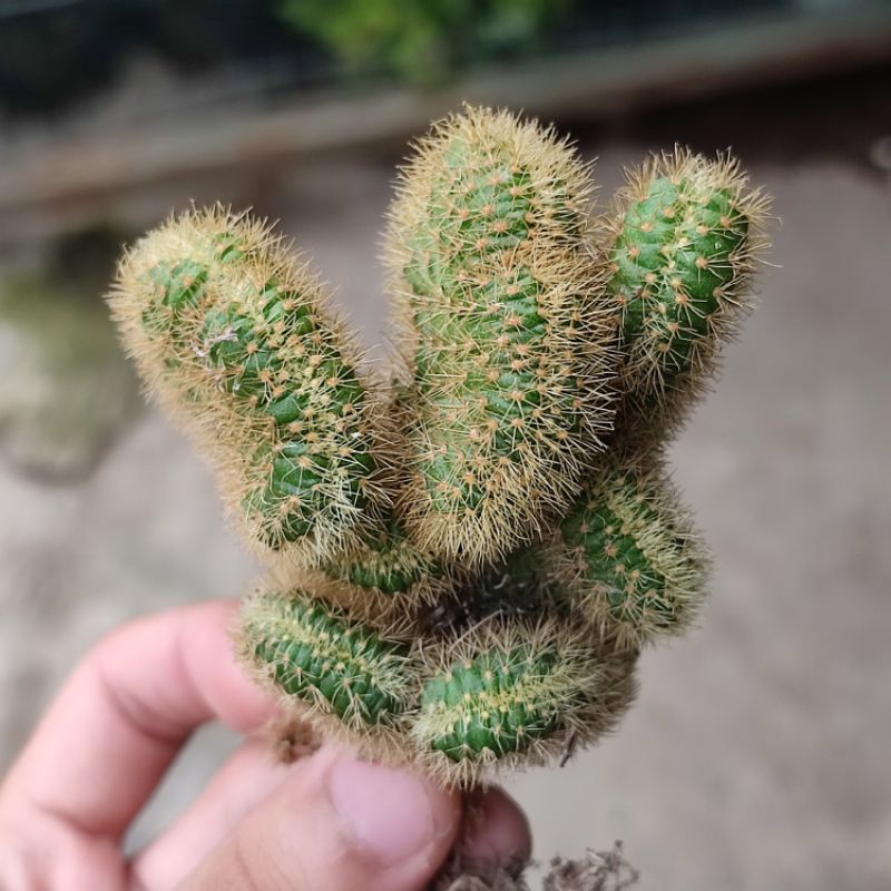 Kaktus Ekor Tupai Cristata Ownroot / Cleistocactus winterii crested ownroot