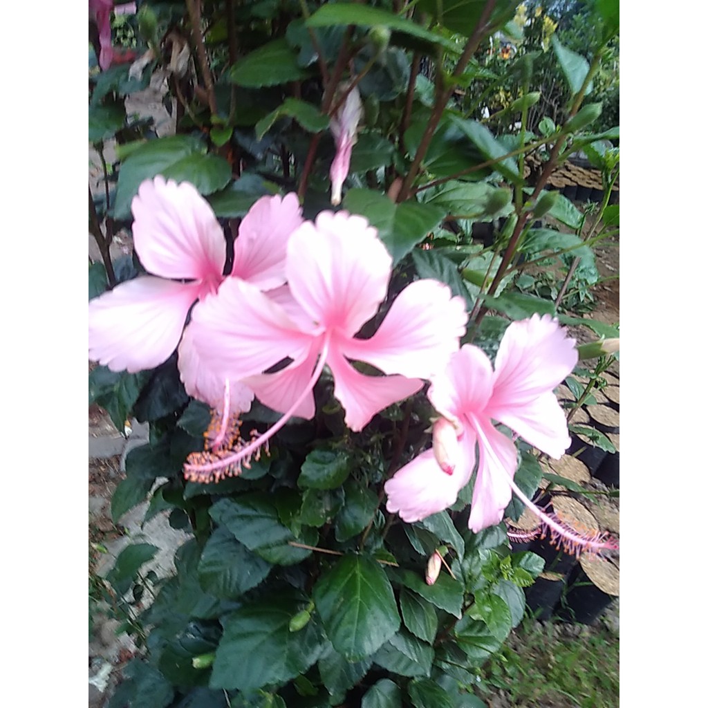 Kembang Worawari Kembang Sepatu Bunga Raya Hibiscus Rosa Sinensis L Minim Order 4 Pohon Shopee Indonesia