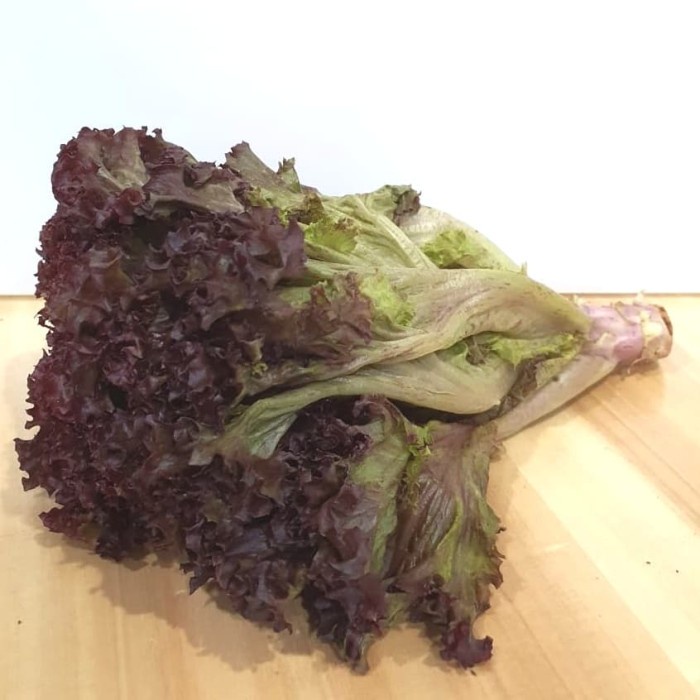 

LETTUCE LOLOROSA (pack 250g)