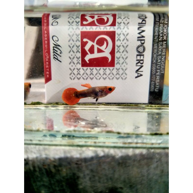 Tuxedo Koi Glass Belly