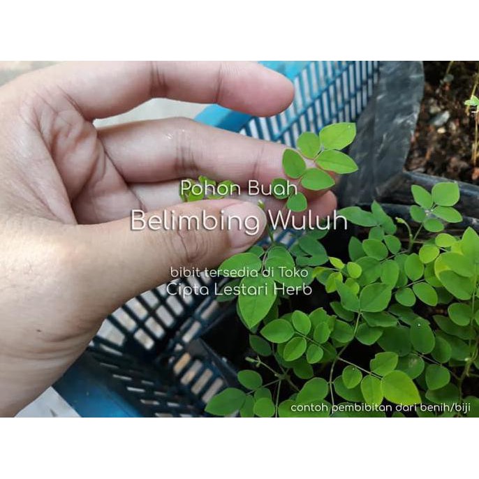 ING4T BIBIT POHON BELIMBING WULUH - TANAMAN BUAH BLIMBING WULU SAYUR CBR