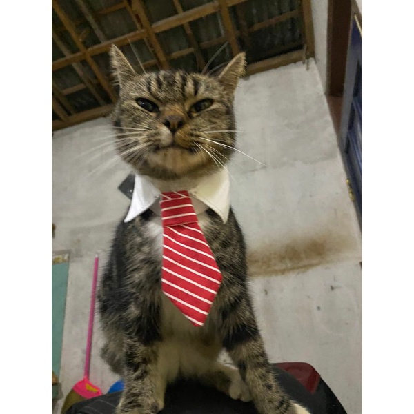 Kalung kucing kerah dasi