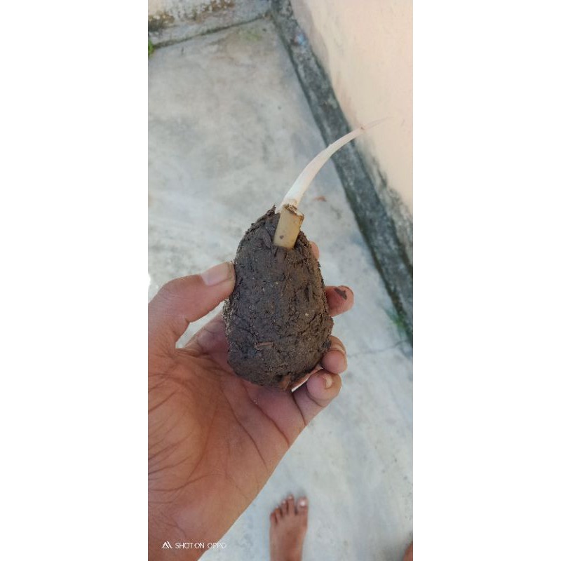 

bonggolan khanza