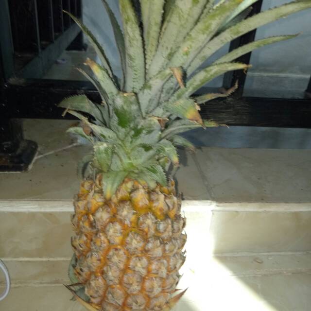 

Nanas biasa