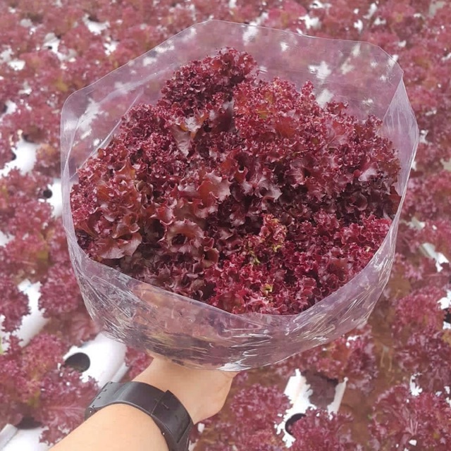 

Lolorosa Selada Merah Hidroponik 1 KG
