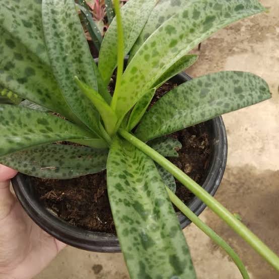 Tanaman Hias Lidah Katak Varigata - Pohon Giant Squile - Lidah Katak