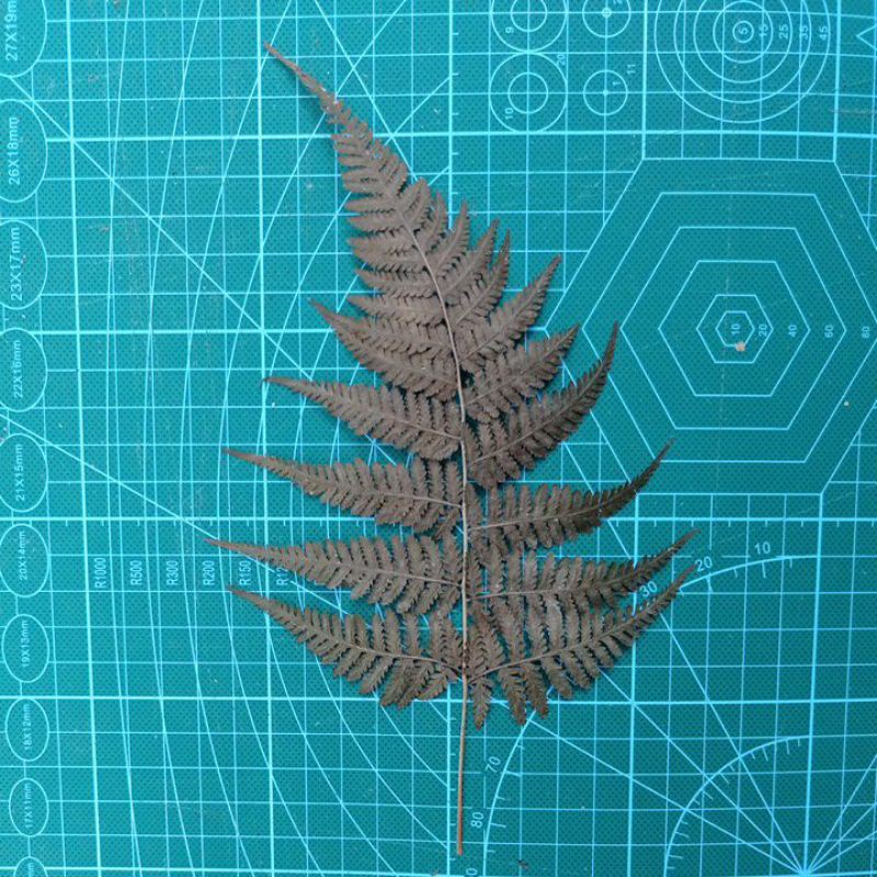 DAUN PAKIS KERING UNTUK BUKET BUNGA, SOUVENIR, HIASAN, INTERIOR RUMAH MURAH