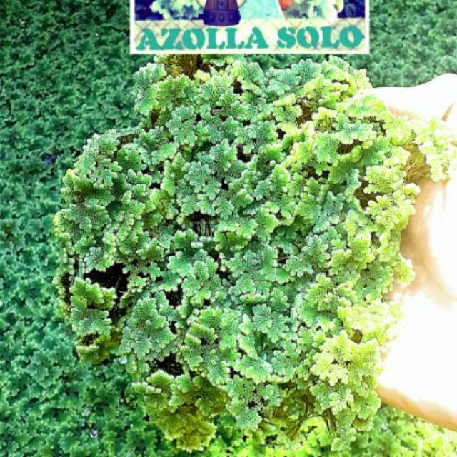 AZOLLA MICROPHYLLA 500GRAM AZOLA PAKAN TERNAK