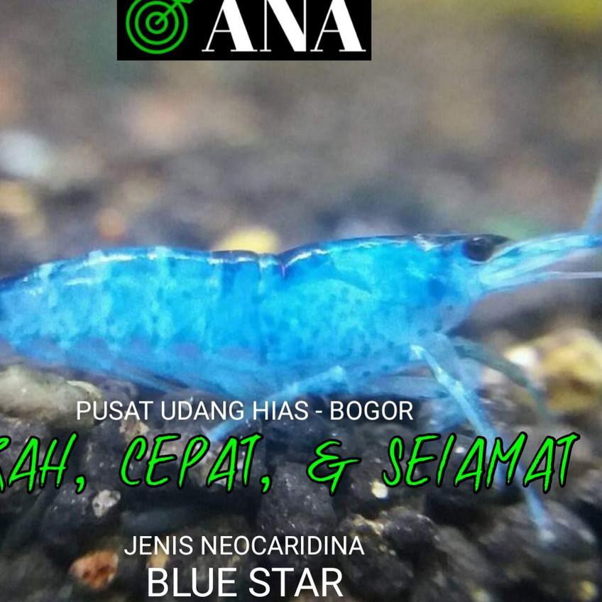 

Siaporder Udang Hias Blue Star - Neocaridinamurah..