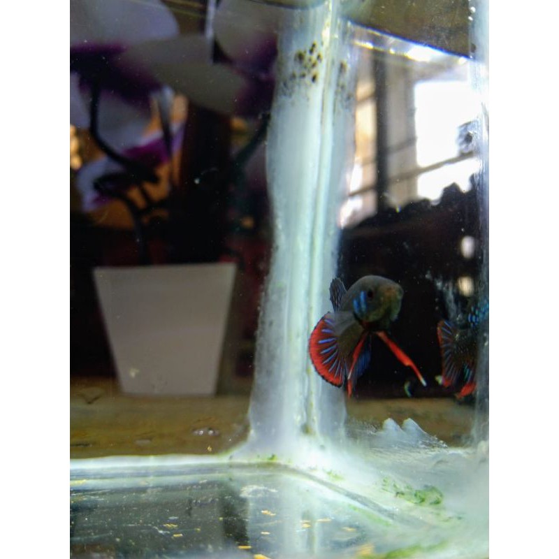 wild betta cupang alam imbelis (original alam)