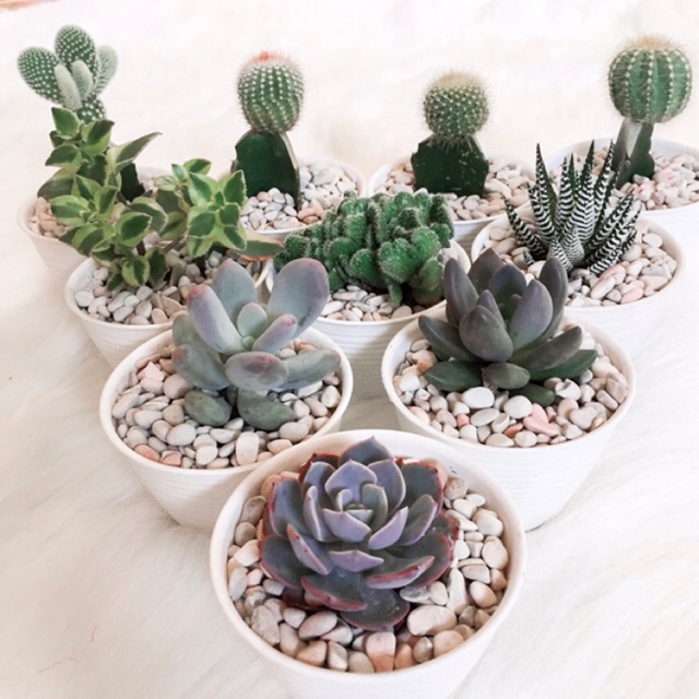 Kaktus mini dan sekulen paket 5 pcs pot tawon 10 cm murah Kaktus mini dan sekulen paket 5 pcs pot tawon 10 cm murah