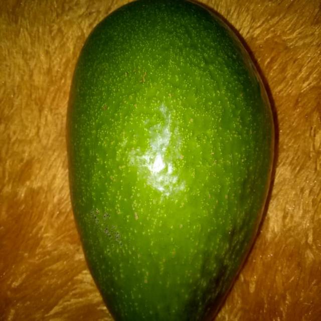 

Alpukat mentega super ukuran Mini