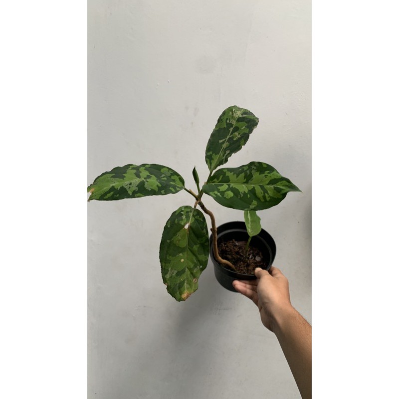 Aglonema Pictum Tricolor Special Lelang tanaman