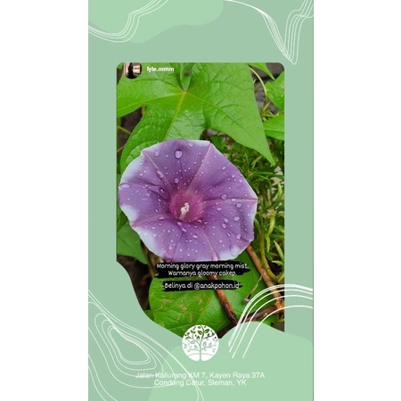 Benih Bibit Biji - Bunga Japanese Morning Glory Gray Morning Mist (Ipomoea Nil) Flower Seeds