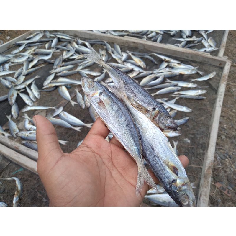 

ikan asin peda layang 1 kg