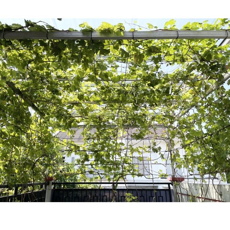 KODE-LY26 Entres anggur import : Trans,jupe,eve,ninel,AKA,BP,Nizina ,Mondrop,CRV,Taldun,GOZV,Banana,