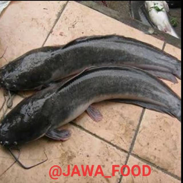 

IKAN LELE SEGAR / 1kg
