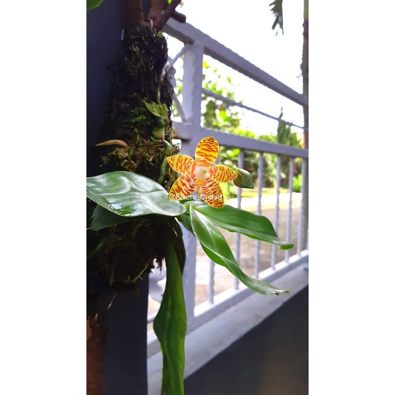 Anggrek Phalaenopsis Amboinensis