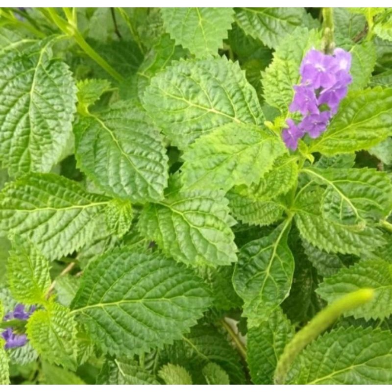 

Daun pecut kuda / jarong segar 1kg lebih murah promo