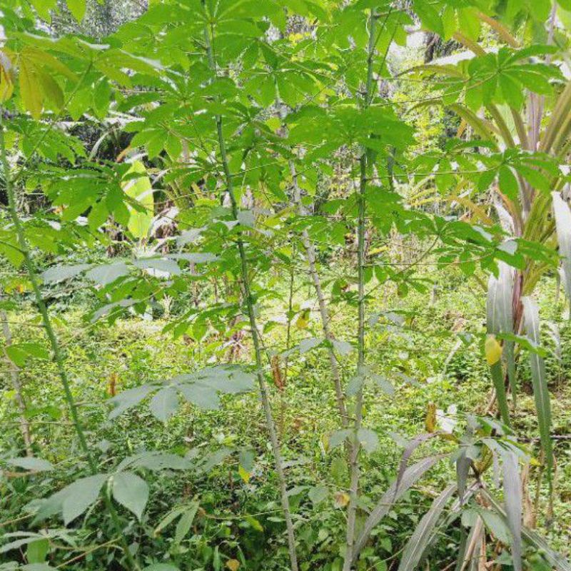 Daun Singkong Racun 250 Gram Segar