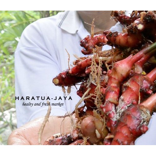 

Jahe merah
