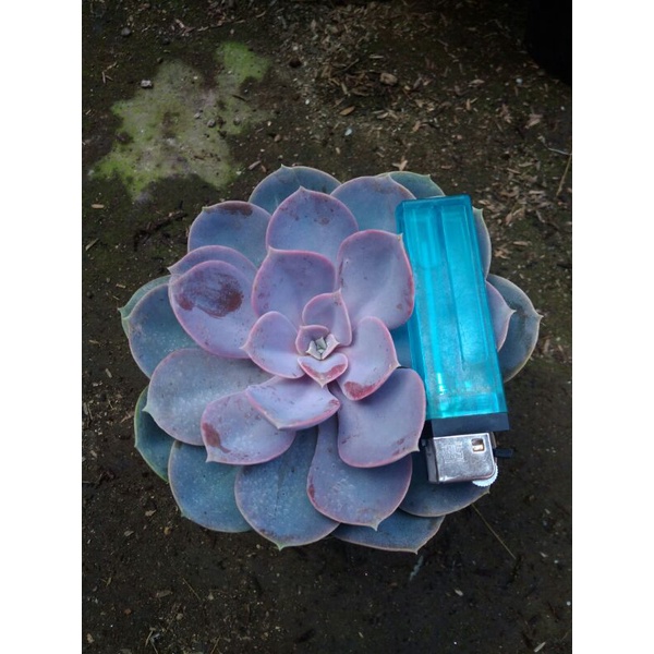 seculen kaktus echeveria perle jumbo+ freepot