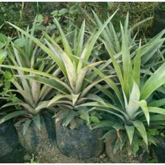 BIBIT BUAH NANAS MADU THAILAND L0N