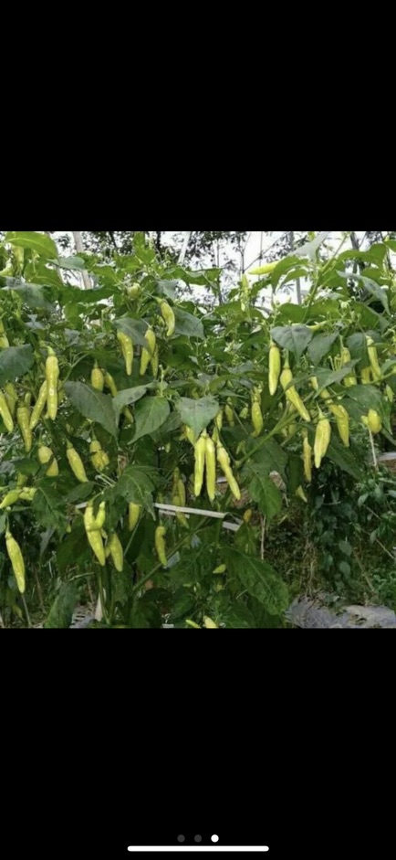 Cabe / benih cabai rawit Sigantung 10gr bintang asia saset-2
